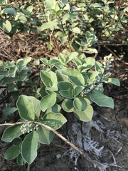 Vitex rotundifolia