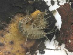Gammarus roeselii