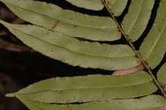 Blechnum