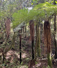 Cyathea smithii
