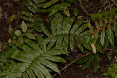 Blechnum