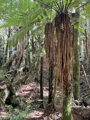 Cyathea smithii