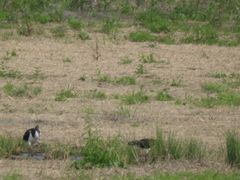 Threskiornis spinicollis