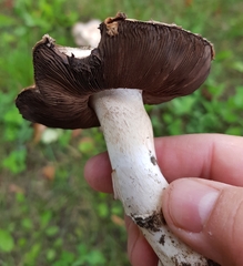 Agaricus augustus
