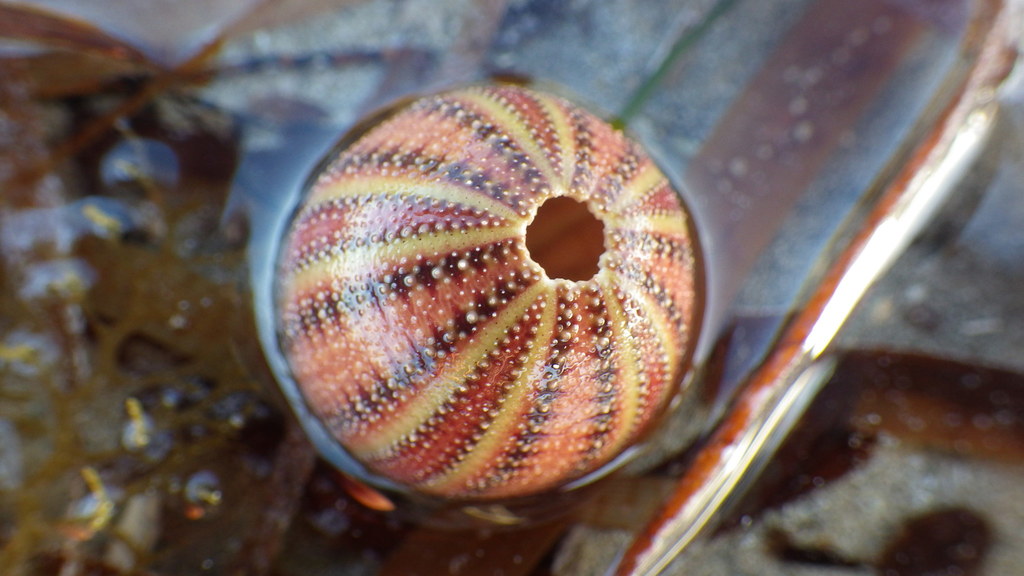 Amblypneustes formosus　ウニ　殻 Amblypneustes formosus ウニの殻 - メルカリ