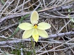 Thelymitra antennifera