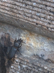 Spondylis buprestoides