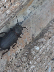 Spondylis buprestoides