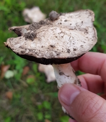Agaricus augustus