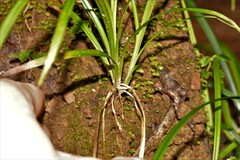 Carex maculata