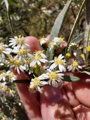 Olearia viscidula