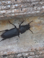 Spondylis buprestoides