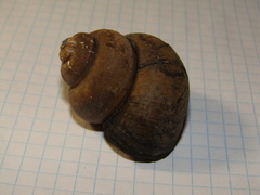Viviparus contectus