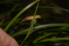 Carex maculata