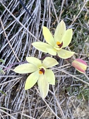 Thelymitra antennifera