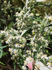 Olearia viscidula