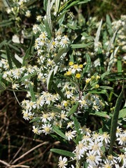 Olearia viscidula