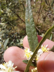 Olearia viscidula