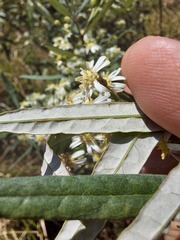 Olearia viscidula