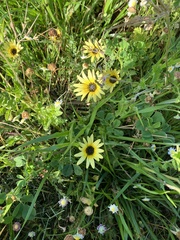 Arctotheca calendula