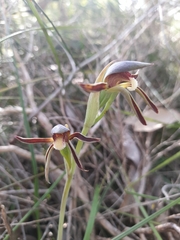 Lyperanthus serratus