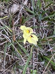 Thelymitra antennifera