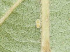 Pterocallis maculatus