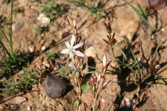 Chlorophytum graminifolium