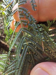Acacia yalwalensis