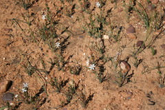 Chlorophytum graminifolium