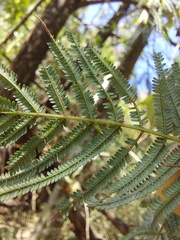 Acacia yalwalensis