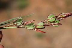 Chlorophytum graminifolium