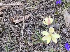 Thelymitra antennifera