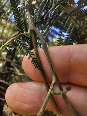 Acacia yalwalensis