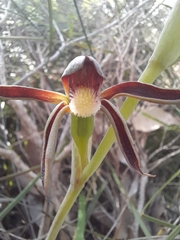 Lyperanthus serratus