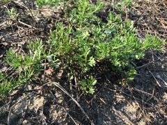 Artemisia capillaris