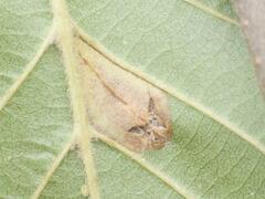 Phyllonorycter rajella