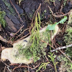 Dacrydium cupressinum