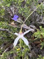 Caladenia longicauda