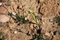 Diascia elongata