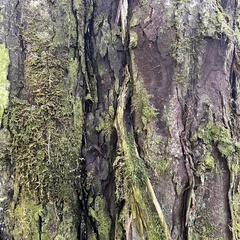 Dacrydium cupressinum