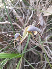 Lyperanthus serratus