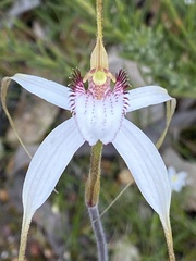 Caladenia longicauda