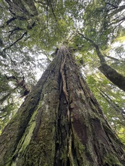 Dacrydium cupressinum