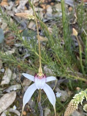 Caladenia longicauda