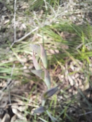 Lyperanthus serratus