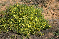 Hermannia saccifera