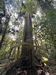 Dacrydium cupressinum