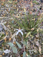 Caladenia longicauda