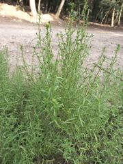 Dittrichia graveolens